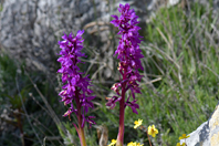 Orchis mascula